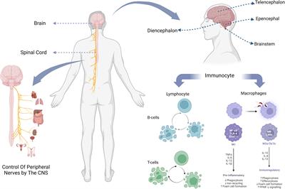 CNS and CNS diseases in relation to their immune system - Frontiers